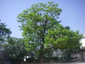 菱形小学校・日本一の巨樹