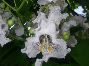 徳富記念館の開花