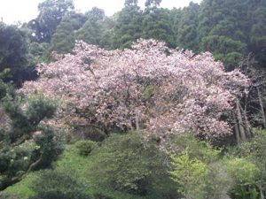 墨染桜の開花状態