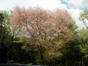 墨染桜の開花状態