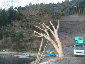 幹巻き完了　　トンネル出口