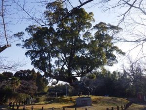 田原坂公園の大楠