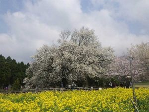 一心行の大桜