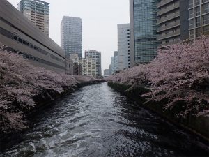 目黒川 遊覧船で見物できます