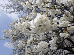 純白の花が多くて綺麗です。