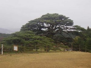 熊本県上益城郡山都町上川井野　樹齢350年