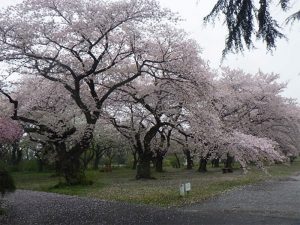 小石川植物園(東京大学付属)