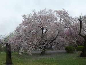 ソメイヨシノの巨樹たちです