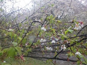 チョウジ桜は珍しい桜で、熊本にも自生あり