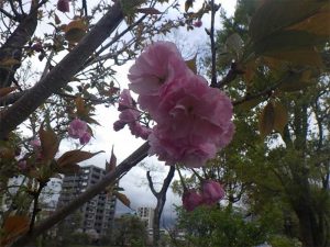 関山(カンザン)は、ヤエ桜の代表品種です。