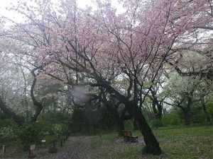 長州緋桜も満開です