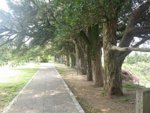 平戸城のイヌマキ群・樹齢400年も