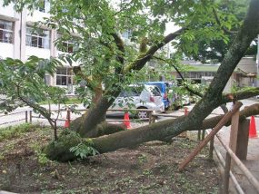 オオカンザクラの倒木。盛り土障害あり。