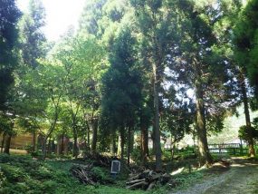 元国指定天然記念物「手野の大杉」の挿し木苗