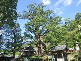 「蒲生の大楠」の全景