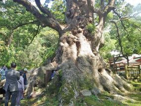 根元状況・幹周24.22m